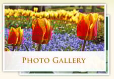 Photogallery California Pearman Landscape